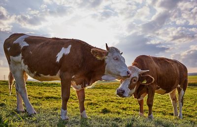 Portrait of cow standing on field against sky