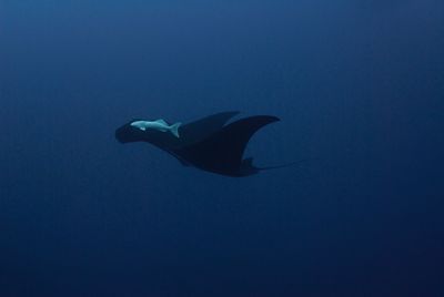 Low angle view of fish underwater