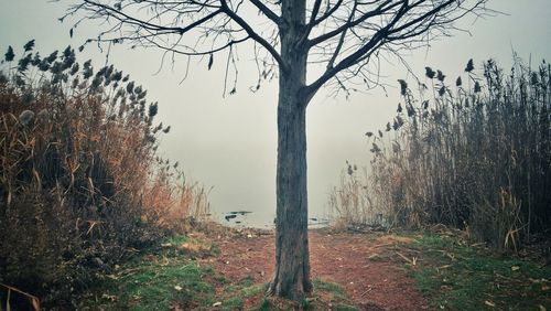 Bare trees in foggy weather