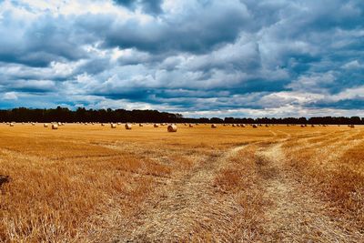 Scenic view of agricultural field against sky