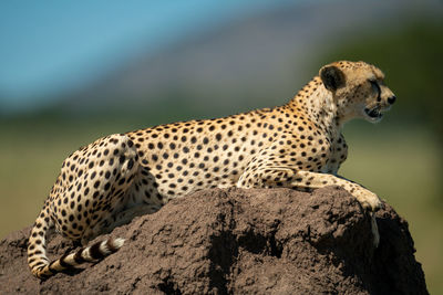 View of a cat on rock