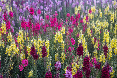 Full frame shot of purple flowers growing on plant