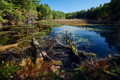 Scenic view of lake in forest