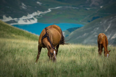 Horses graze in the mountains by the lake