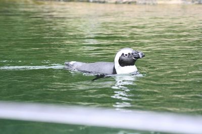 Duck in water