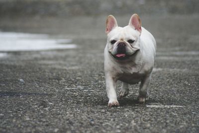 View of dog on field