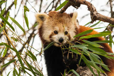 red panda