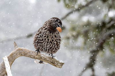 Close-up of bird perching on tree during winter