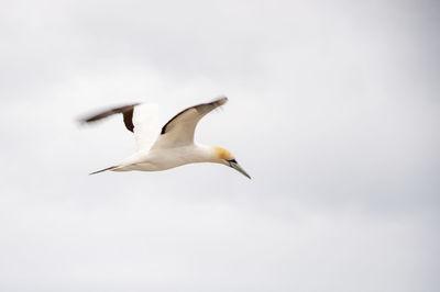 Low angle view of seagull flying in sky