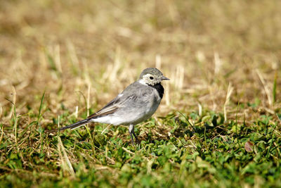 Close-up of bird perching on grass