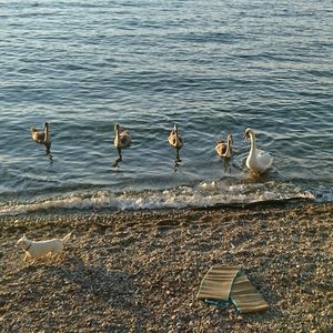 High angle view of seagulls at lake