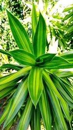 Close-up of fresh green plant