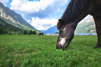 Horse grazing in field