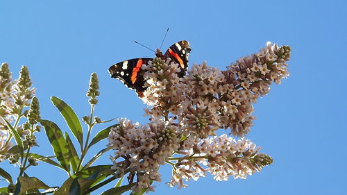 Close-up of flower against clear sky