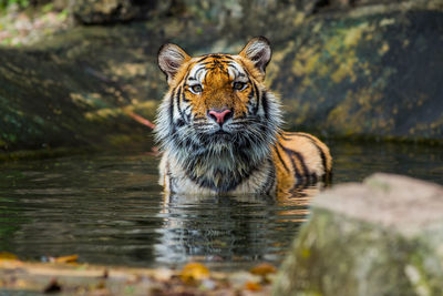 Portrait of cat in a lake