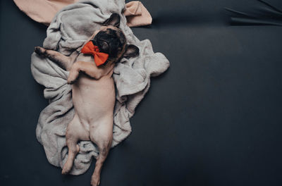 Funny french bulldog puppy with a red bow tie sweetaly sleeping on sofa at home