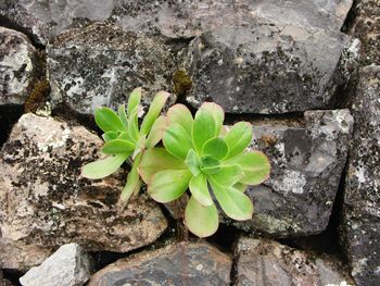 Close-up of plant growing outdoors