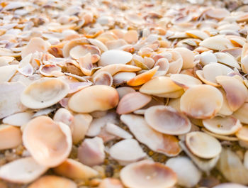 Full frame shot of sea shells at the beach