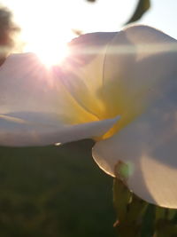 Close-up of flower against sky during sunset