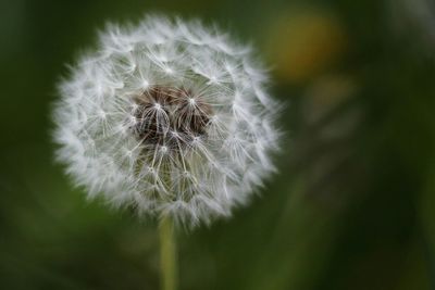 Close-up of dandelion flower