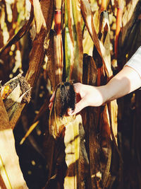 Cropped hand of woman holding plant at farm