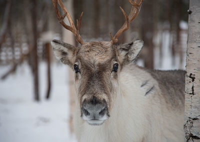 Close-up portrait of deer in snow in rovaniemi, finland