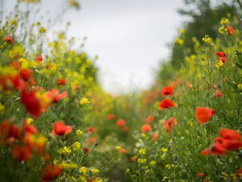 Close-up of red poppy flowers growing on field