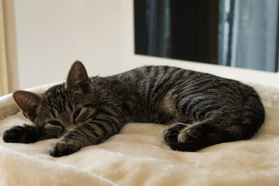 Close-up of cat sleeping at home