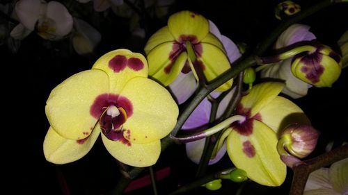 Close-up of yellow flowers