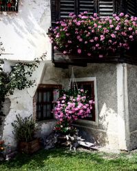 Pink flowering plants by window of building