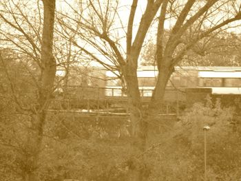 Bare trees against sky