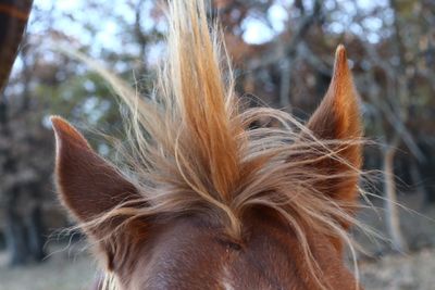 Close-up of horse