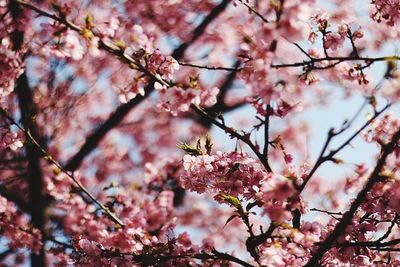 Low angle view of cherry blossom tree