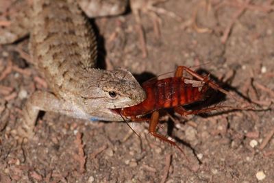 Close-up of lizard eating cockroach