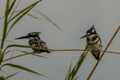 Birds perching on branch against sky