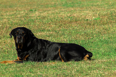 Portrait of black dog sitting on field