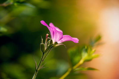 Close-up of pink flowering plant