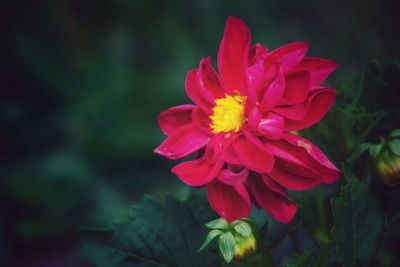 Close-up of pink flower