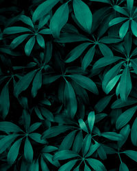 Closeup nature view of green leaves background