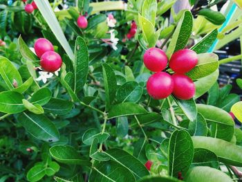 Close-up of red berries growing on plant