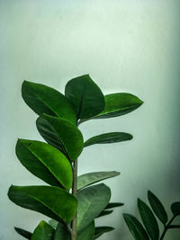 Close-up of leaves against white background