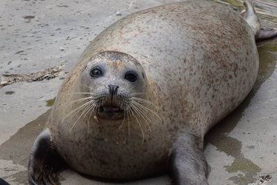 Close-up of sea lion in zoo