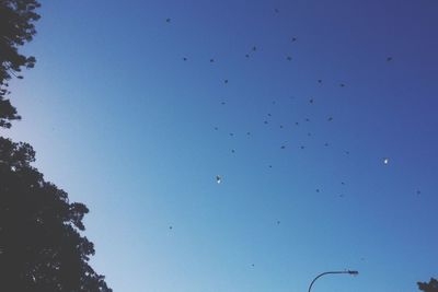 Low angle view of birds flying against blue sky