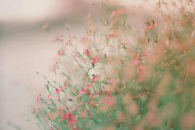 Close-up of pink flowering plant on field