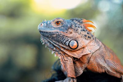 Colse up-macro orange iguana reptile animal on a tree branch