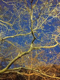 Low angle view of bare tree against blue sky