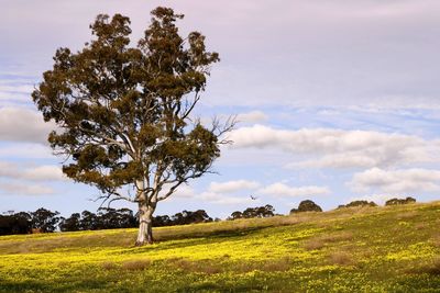 Tree on field against sky