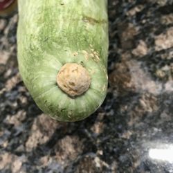 High angle view of green leaf on field