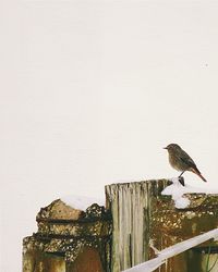 Bird perching on wall