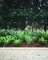 Plants growing in a park